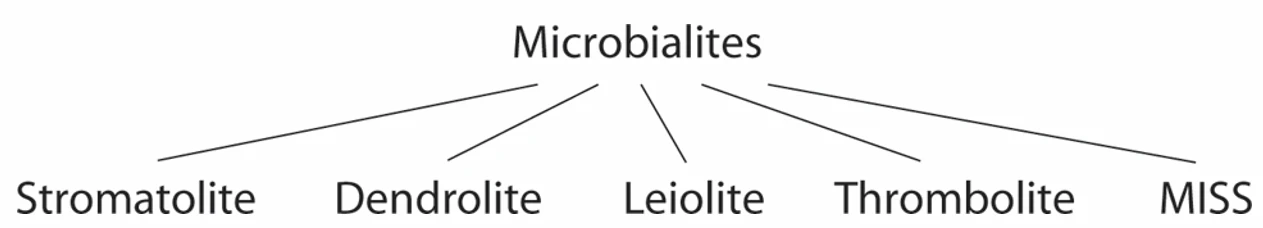 microbialites